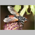 Cylindromyia brassicaria - Raupenfliege 01c.jpg